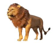 Leão