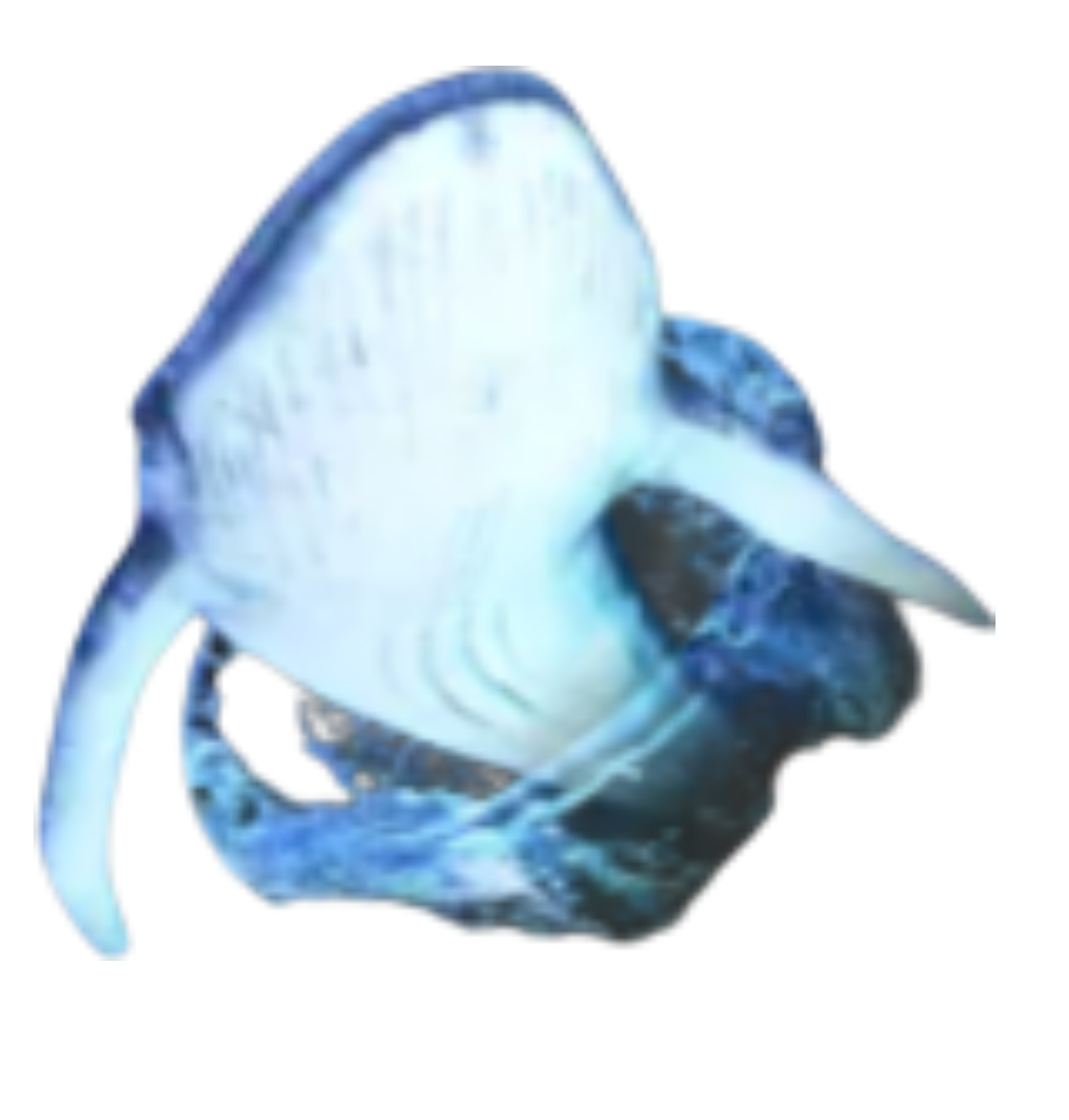 Mergulho com Baleia